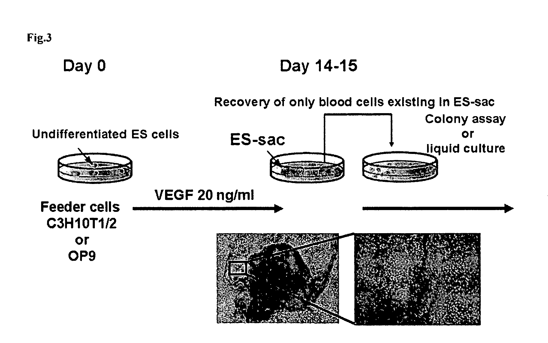 Sac-like structure enclosing hematopoietic progenitor cells produced from ES cells and method for preparing blood cells