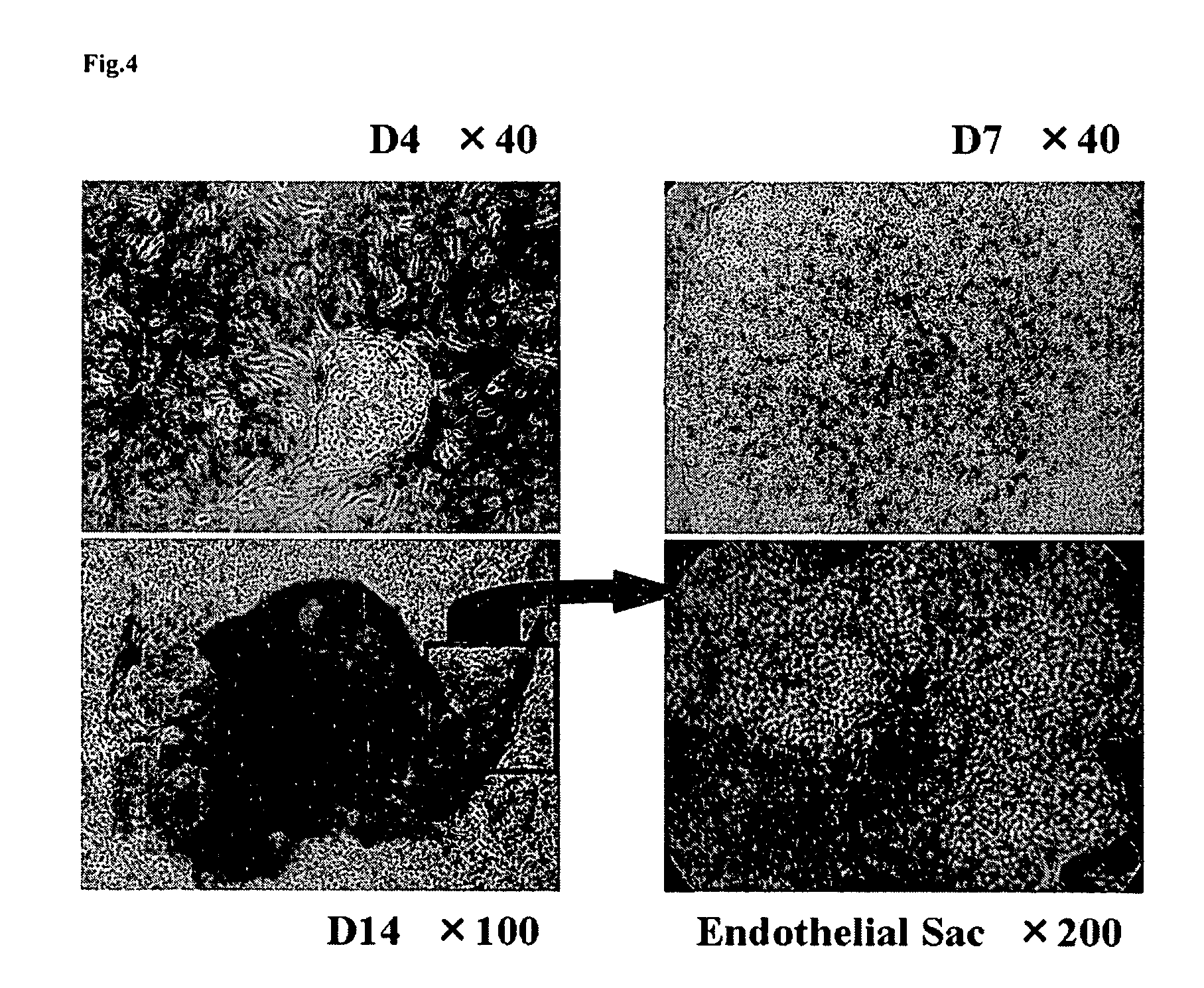 Sac-like structure enclosing hematopoietic progenitor cells produced from ES cells and method for preparing blood cells