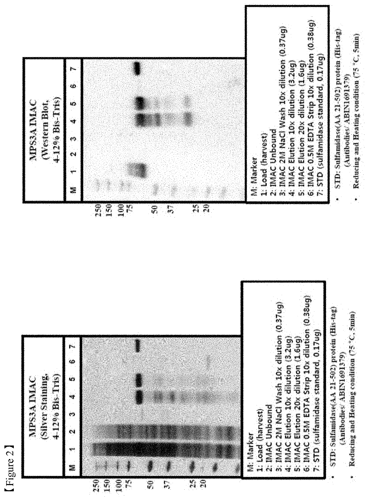Method for purifying a sulfatase protein