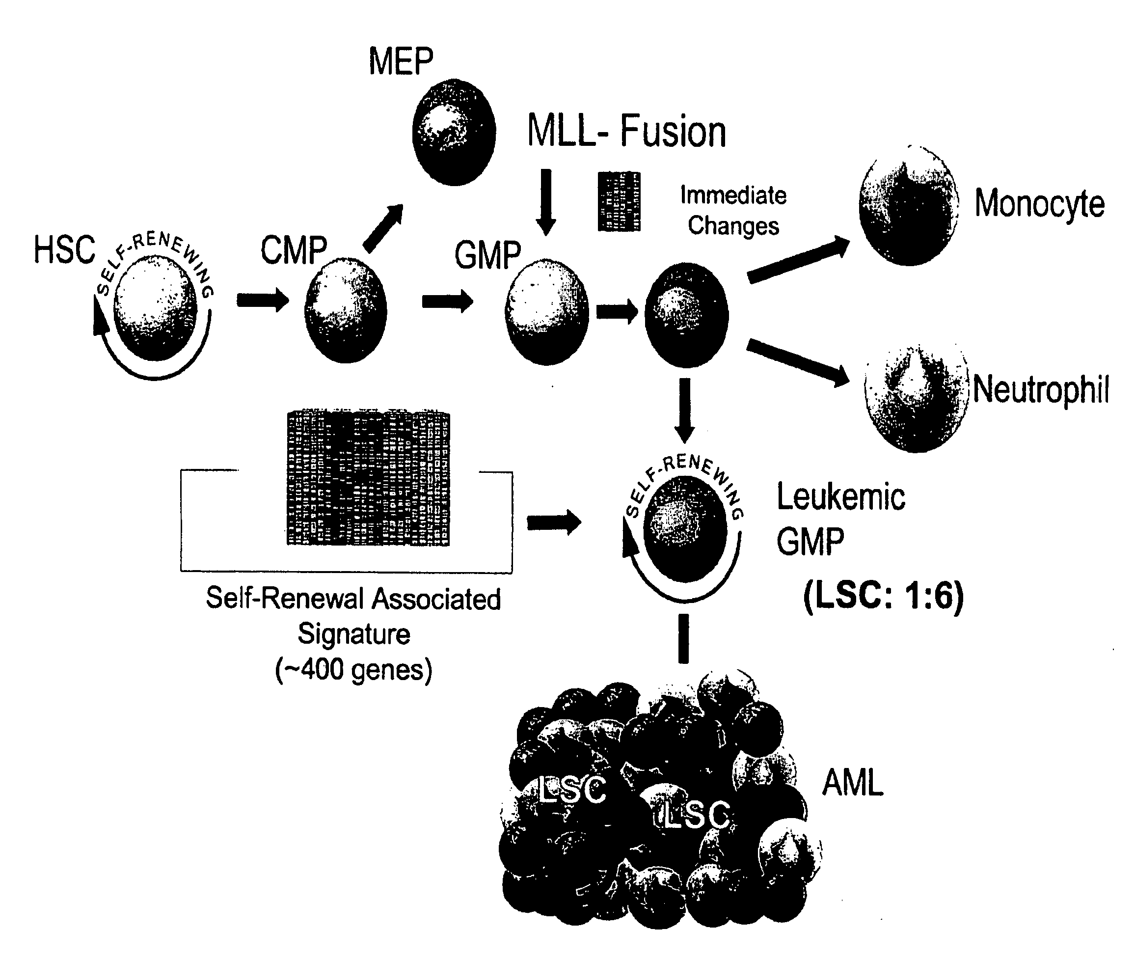 Novel signature self renewal gene expression programs