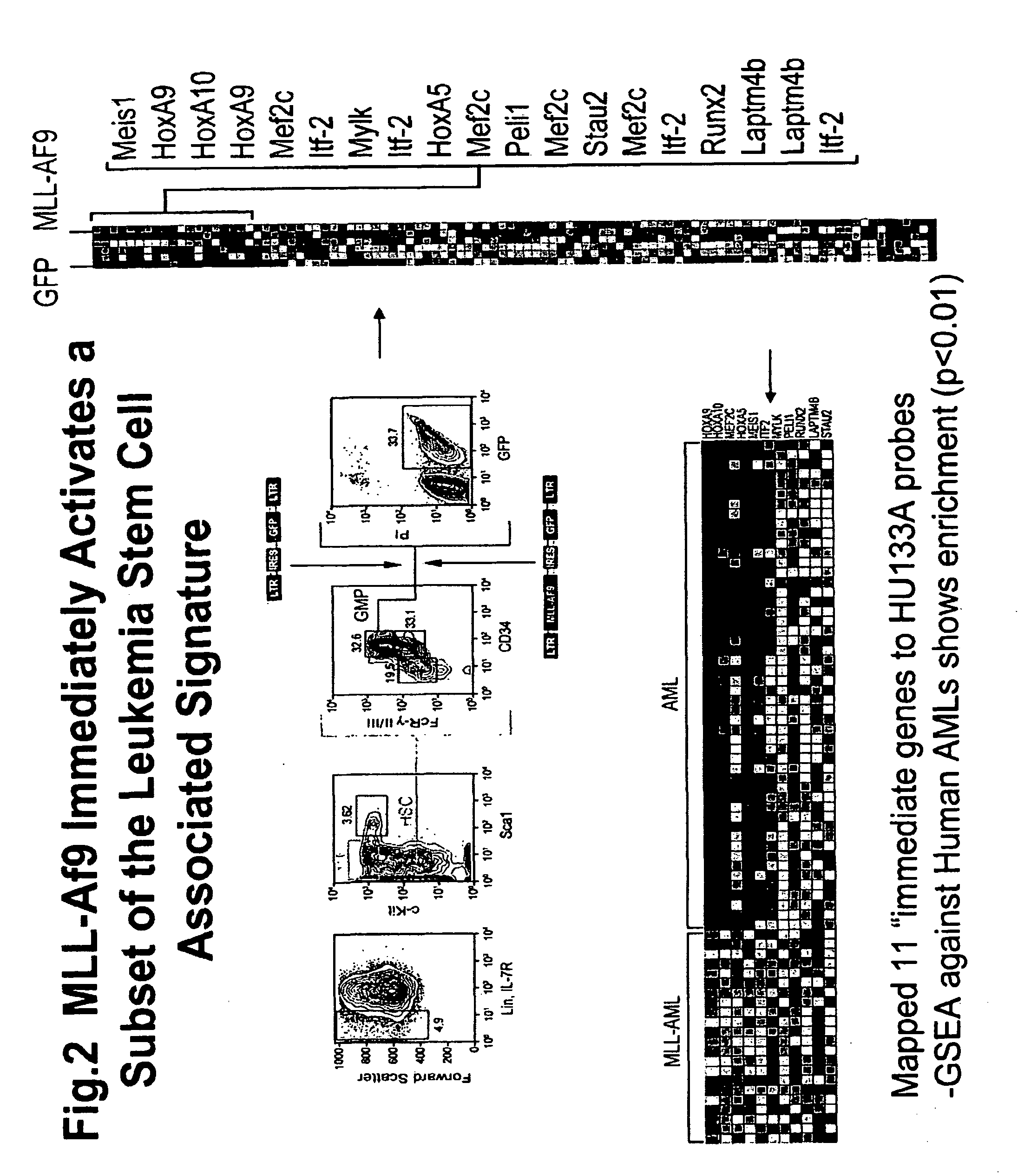 Novel signature self renewal gene expression programs