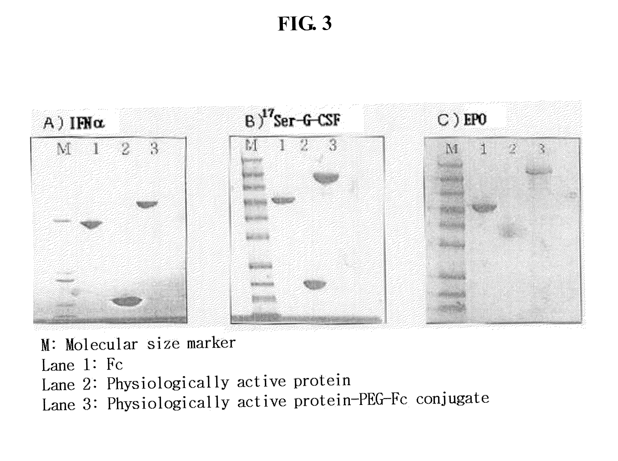 Pharmaceutical composition comprising an immunoglobulin FC region as a carrier