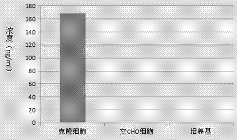 CHO cell strain capable of stably and efficiently expressing recombinant human BMP7 (bone morphogenetic protein-7) and medical application