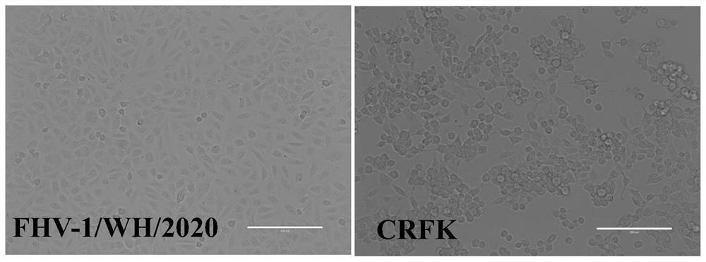 A Feline Herpesvirus Type I Strain and Its Application