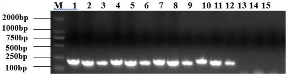 A Feline Herpesvirus Type I Strain and Its Application