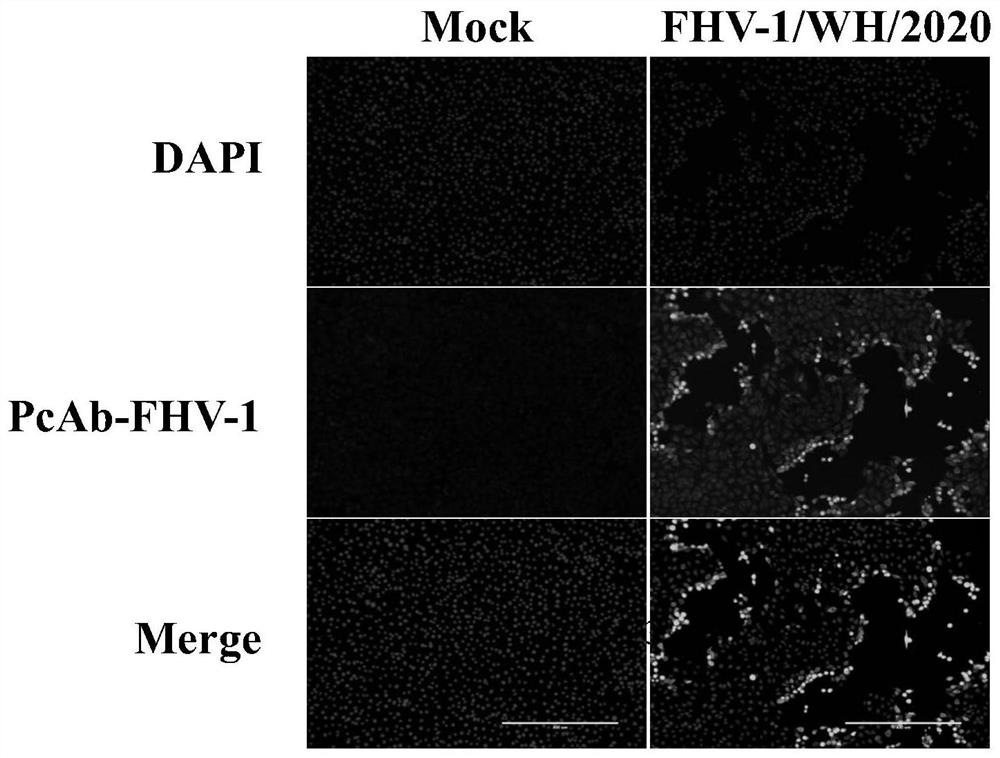 A Feline Herpesvirus Type I Strain and Its Application