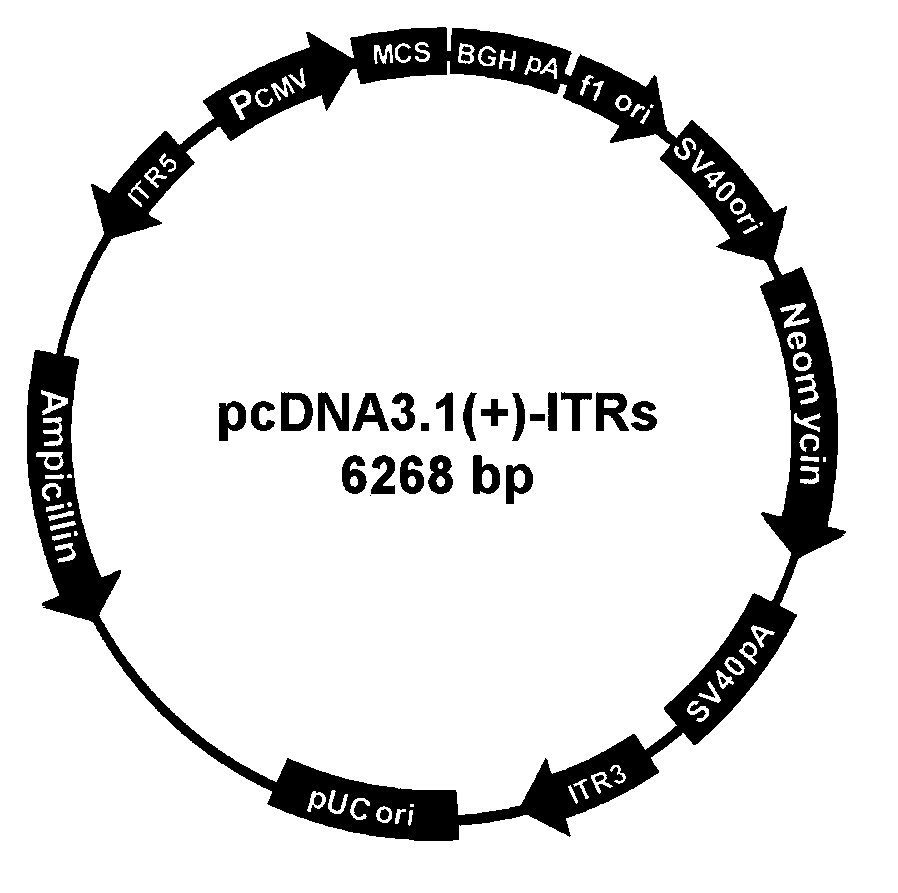 Efficient clone selection expression vector, and preparation method and use thereof