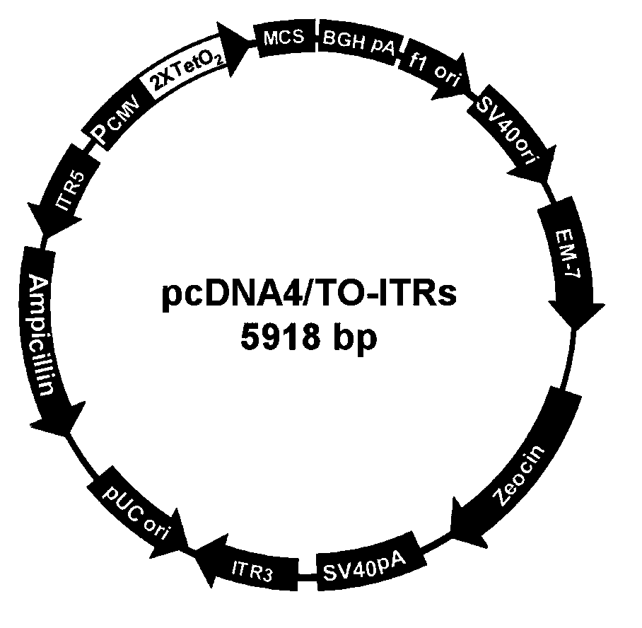 Efficient clone selection expression vector, and preparation method and use thereof