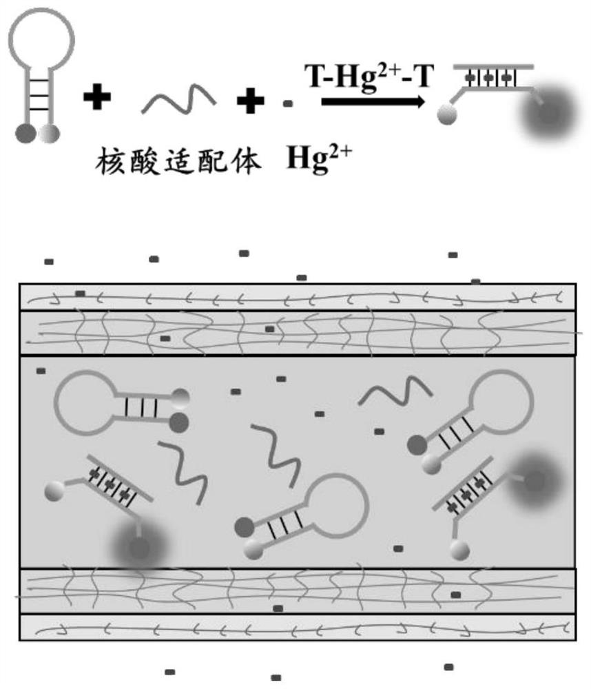 Liquid core hydrogel optical fiber, preparation method and application of liquid core hydrogel optical fiber, liquid core hydrogel optical fiber probe sensor and application of liquid core hydrogel optical fiber probe sensor