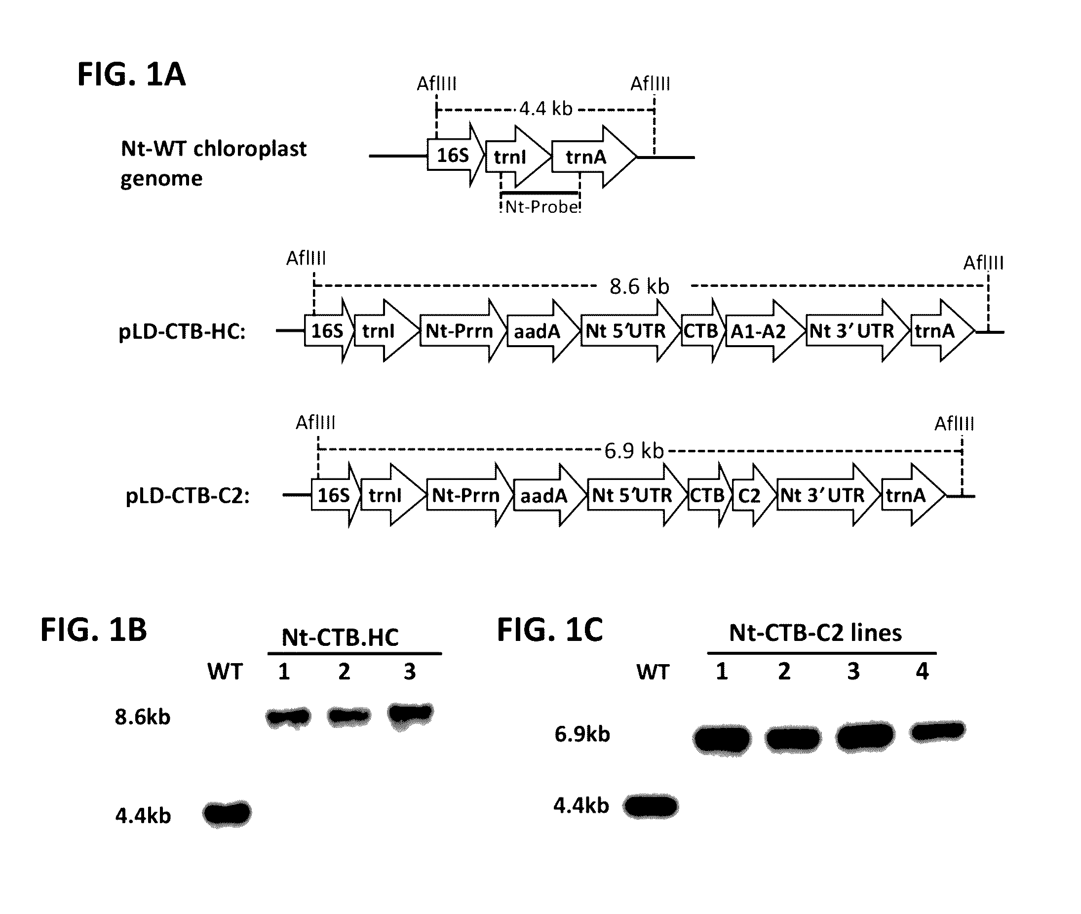 Compositions and methods for suppression of inhibitor formation against coagulation factors in hemophilia patients