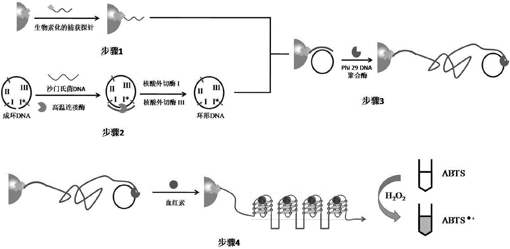 Series G-quadruplex-heme DNA enzyme label-free signal amplification method based on rolling-circle amplification