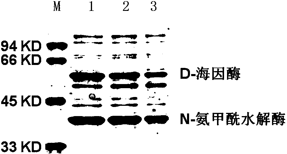 DNA molecule, recombinant plasmid and recombinant bacterium for production of D-p-Hydroxyphenylglycine