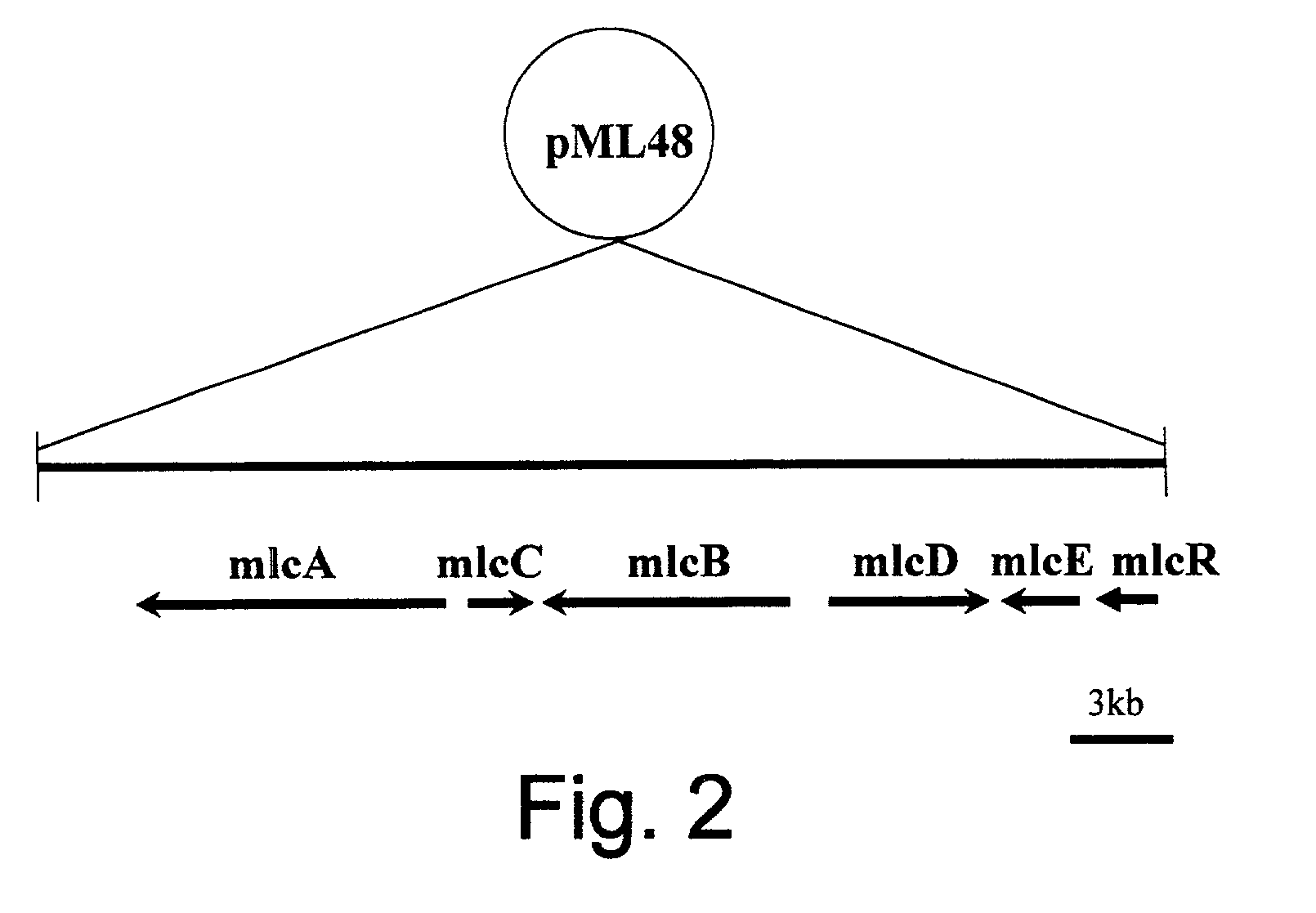 Genes from a gene cluster