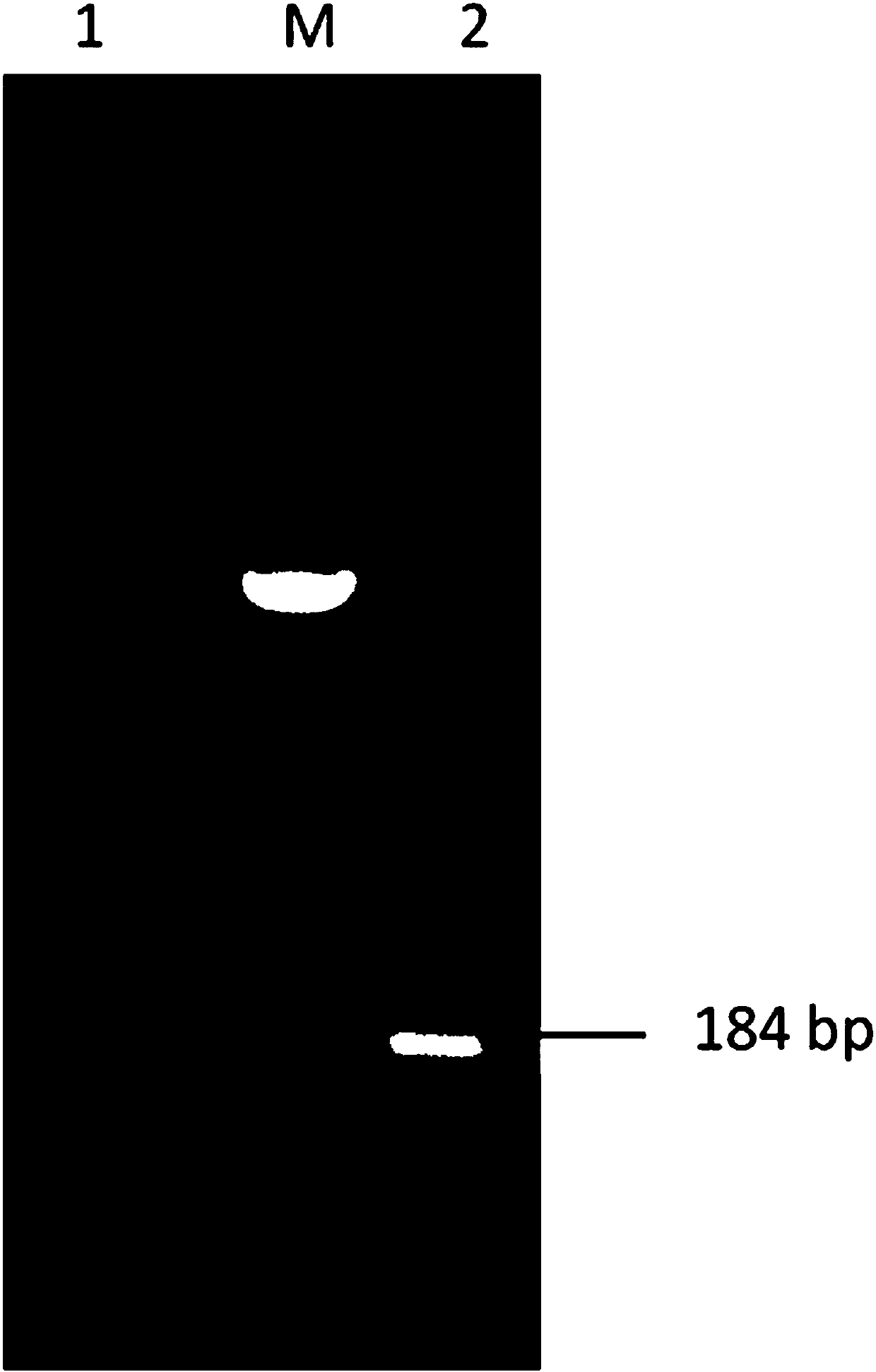 Construction method and application of expression T vector of Bacillus thuringiensis Vip gene