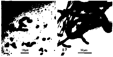 Application of Isaria javanica in control of coccoiol