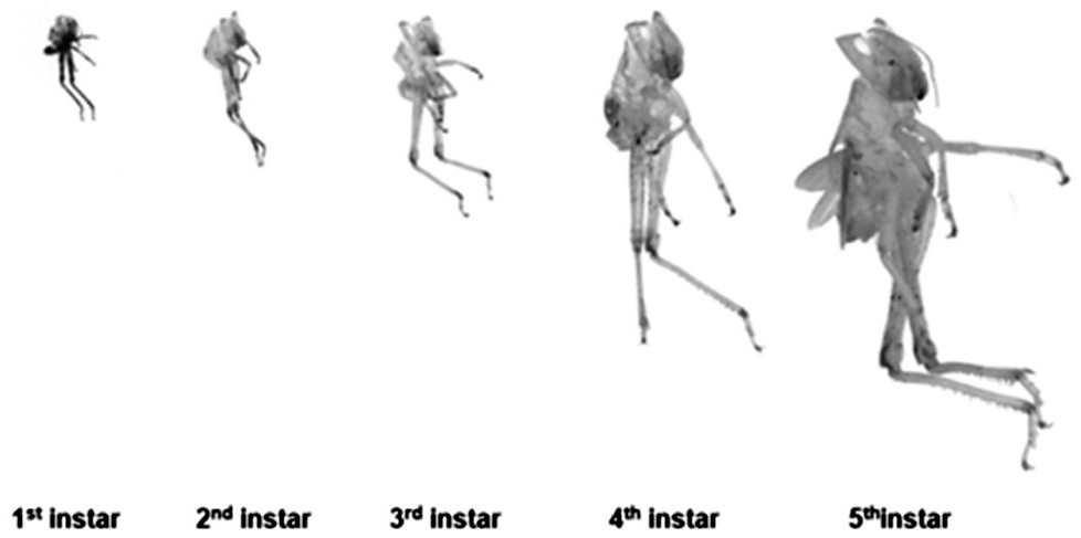 Method for noninvasive identification on genotype of insect