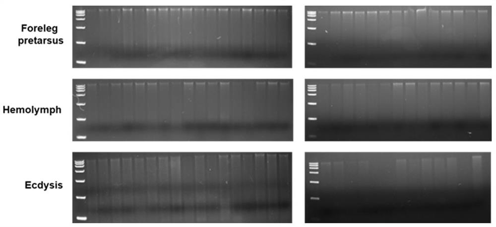 Method for noninvasive identification on genotype of insect