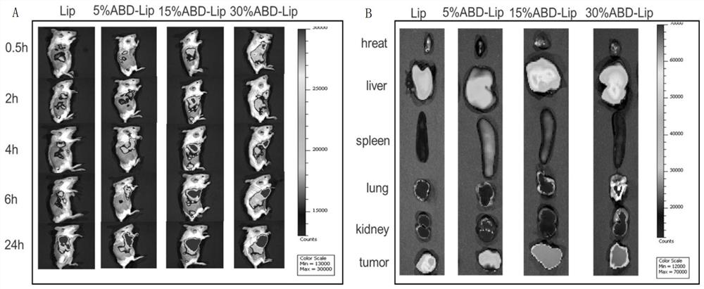 Doxorubicin long-circulating liposome targeted drug and preparation method thereof