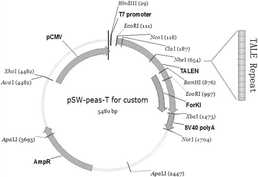 Method for inserting exogenous genes into W chromosomes of bombyx mori in fixed-point mode