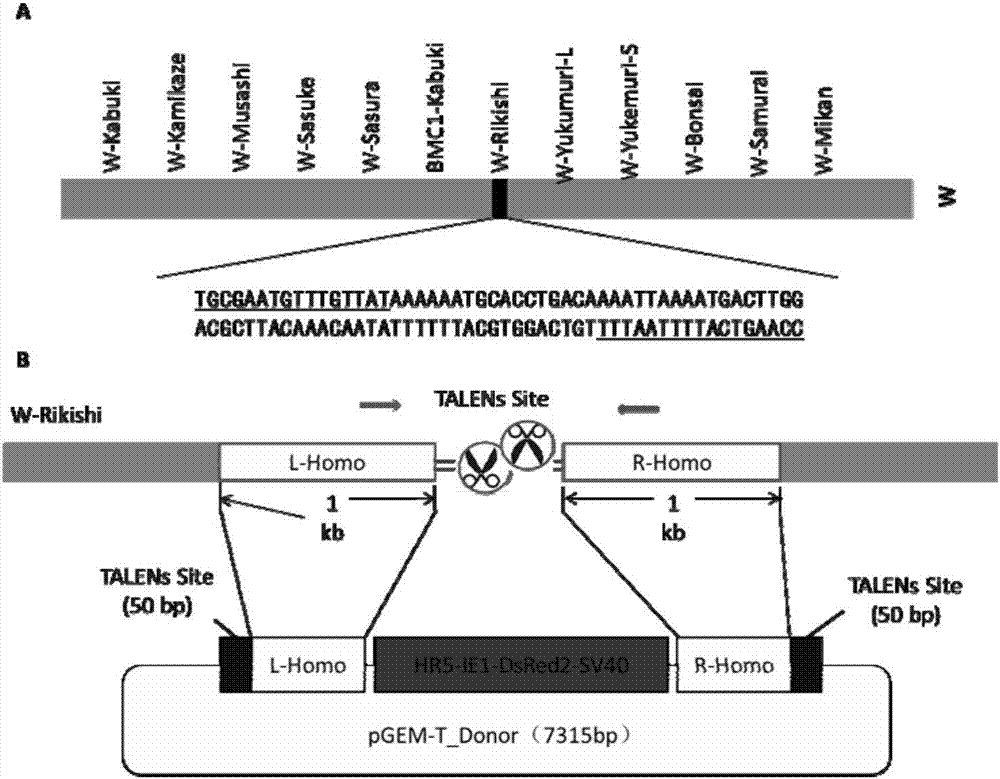 Method for inserting exogenous genes into W chromosomes of bombyx mori in fixed-point mode