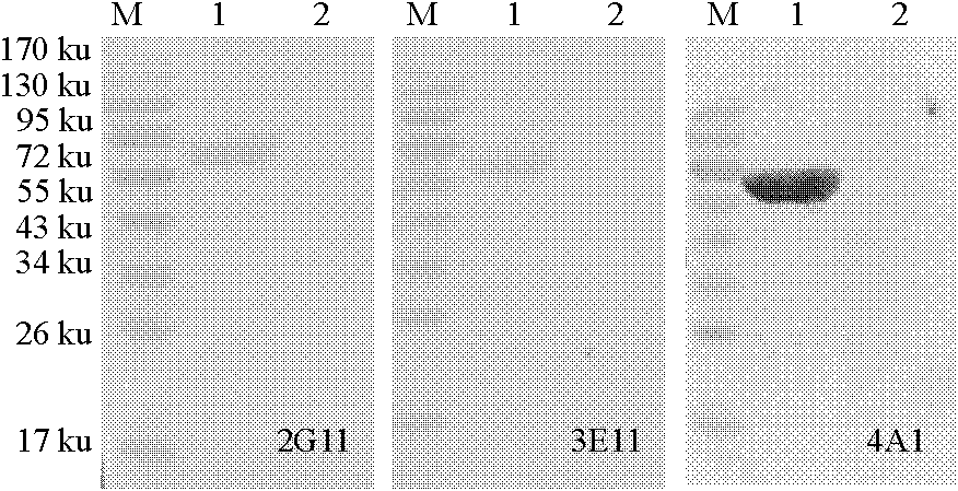 Monoclonal antibody of equine influenza virus nucleoprotein as well as preparation method and application thereof