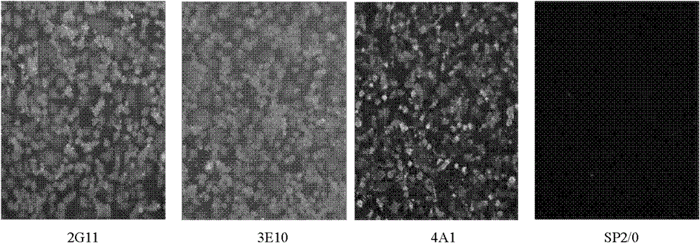 Monoclonal antibody of equine influenza virus nucleoprotein as well as preparation method and application thereof