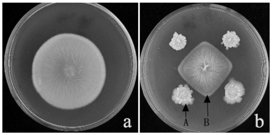 Pathogen verticillium antagonistic bacterium and application thereof