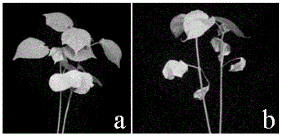 Pathogen verticillium antagonistic bacterium and application thereof