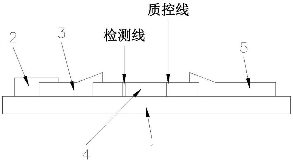 Placenta protein 13 test strip and quantitative detection method