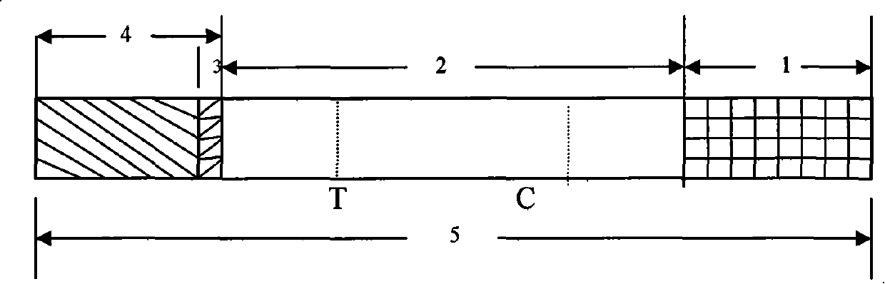 Leptospira IgM antibody quick detection test strip