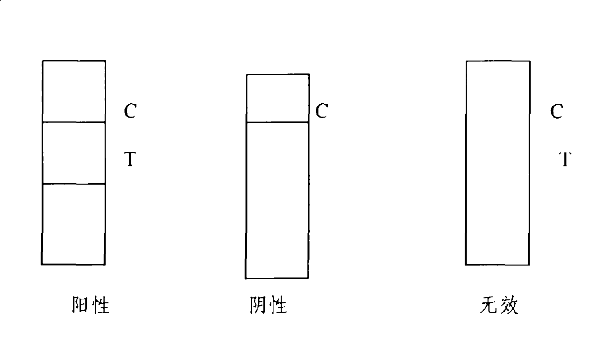 Leptospira IgM antibody quick detection test strip