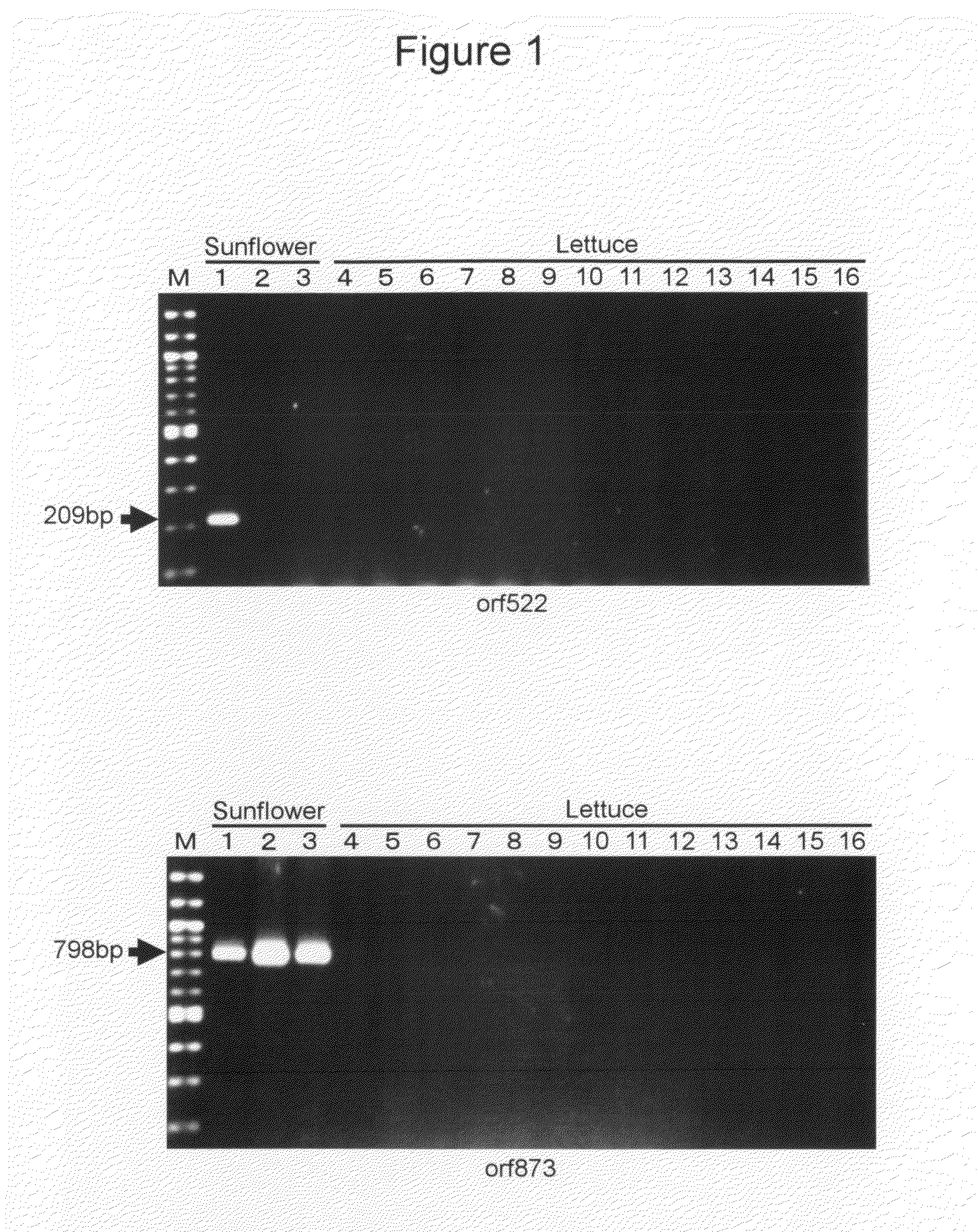 Cybrid plant of the genus Lactuca and method for producing the same