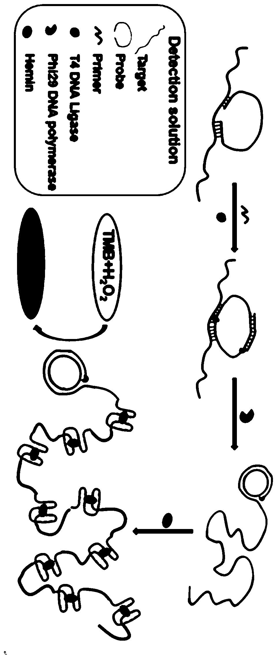 Novel coronavirus kit and method for detecting nucleic acid of novel coronavirus by single closed-tube one-step method