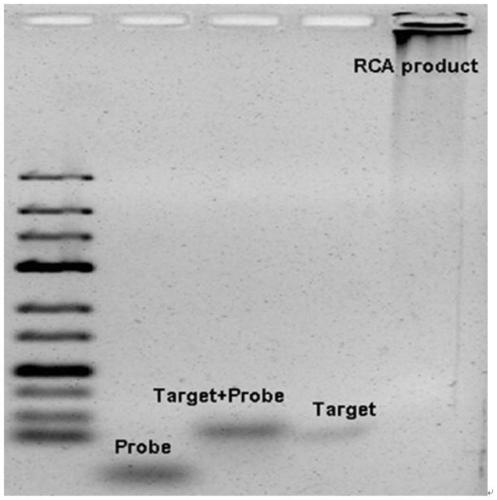 Novel coronavirus kit and method for detecting nucleic acid of novel coronavirus by single closed-tube one-step method