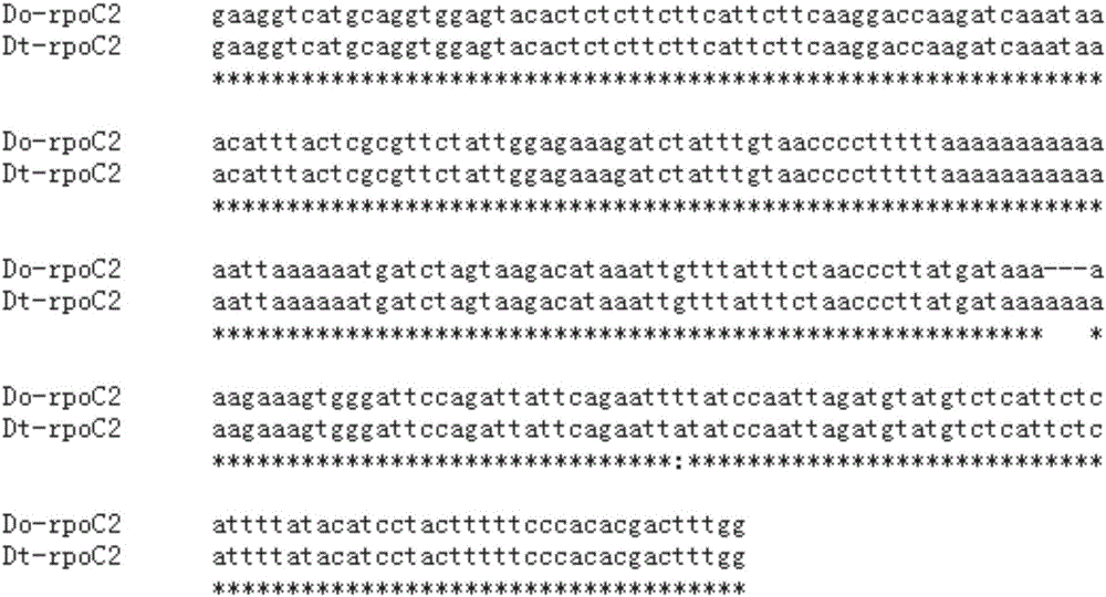 Molecular identification method and identification primer for Dalbergia odorifera T. Chen and Dalbergia rimosa Roxb.