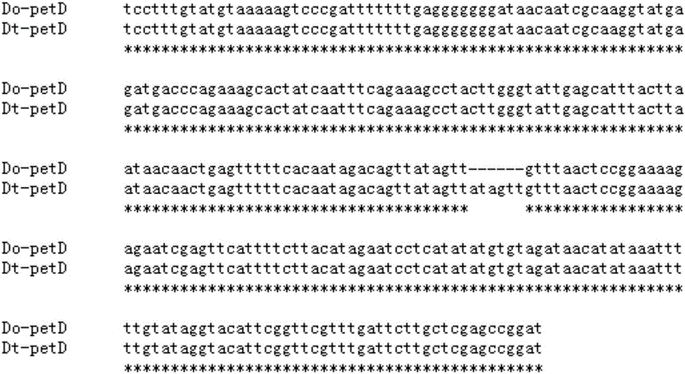 Molecular identification method and identification primer for Dalbergia odorifera T. Chen and Dalbergia rimosa Roxb.