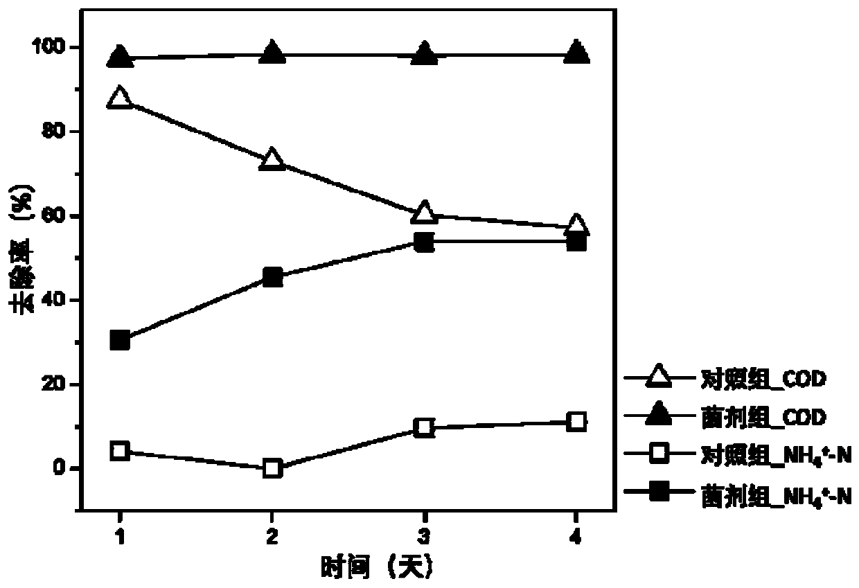 Heavy metals-tolerant bacterial agent, preparation method thereof and application of heavy metals-tolerant bacterial agent in wastewater treatment