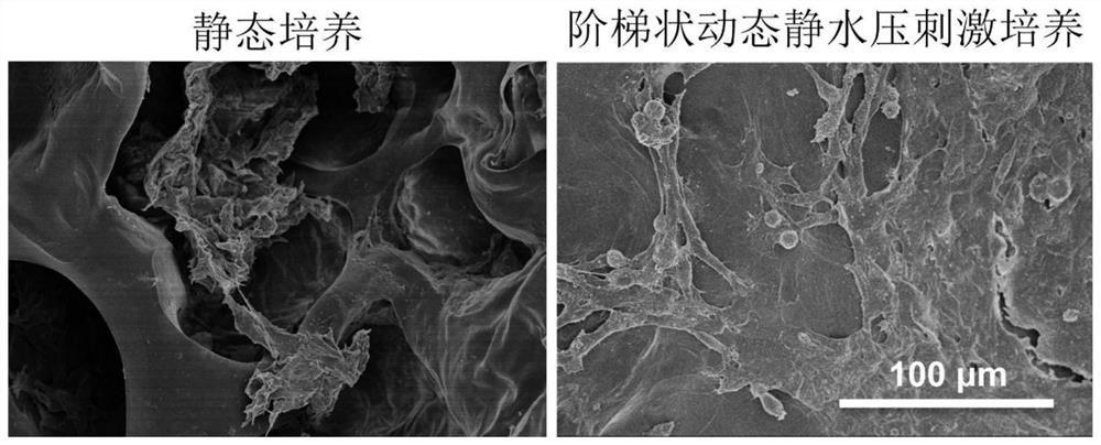 Method for constructing in-vitro tissue engineering cartilage