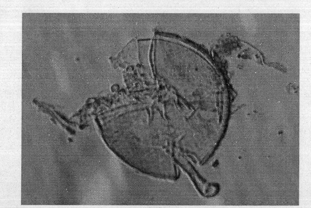 Arbuscular mycorrhizal fungus for repairing atrazine-contaminated soil