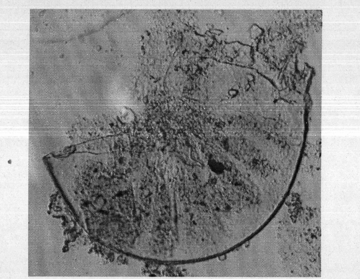 Arbuscular mycorrhizal fungus for repairing atrazine-contaminated soil