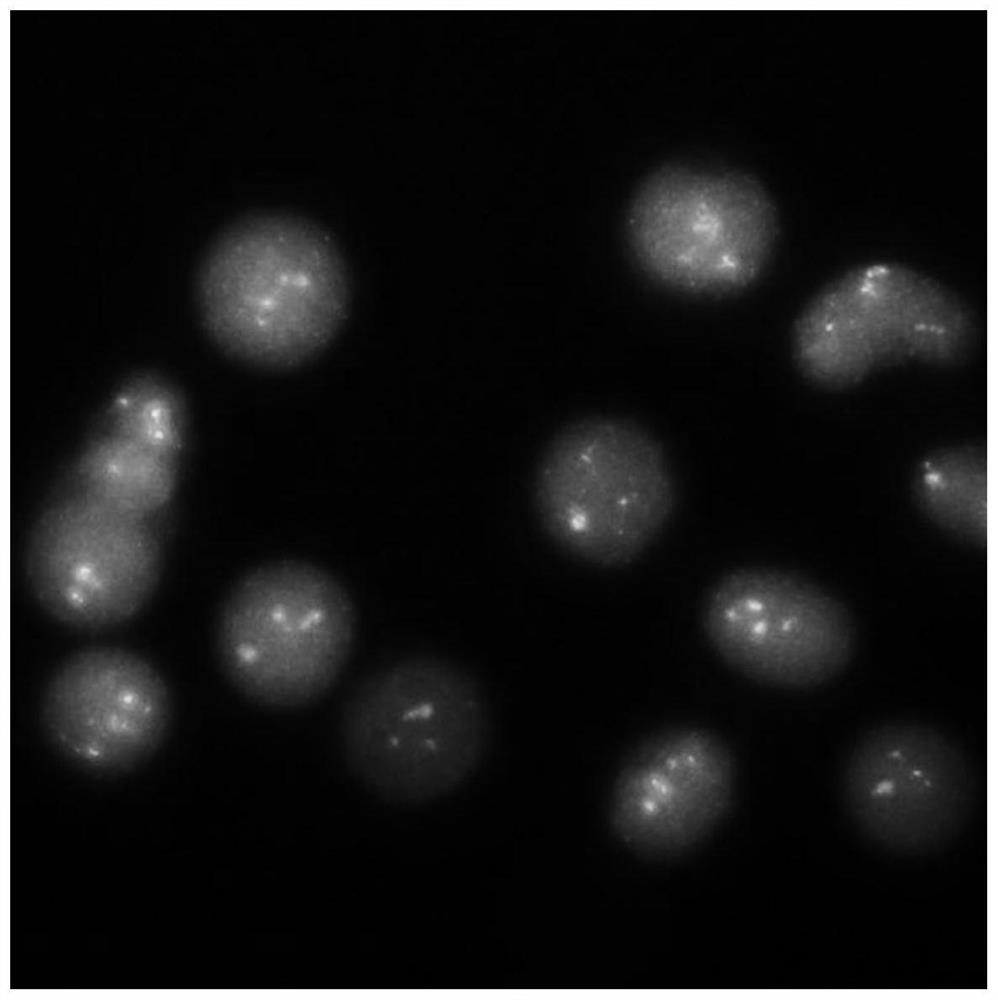 Fluorescence in-situ hybridization probe group for detecting BCR/ABL gene and application of fluorescence in-situ hybridization probe group