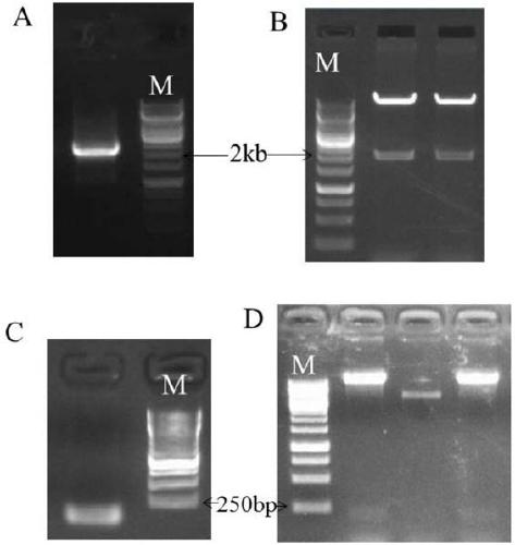 Vector for verifying enhancer and application of vector