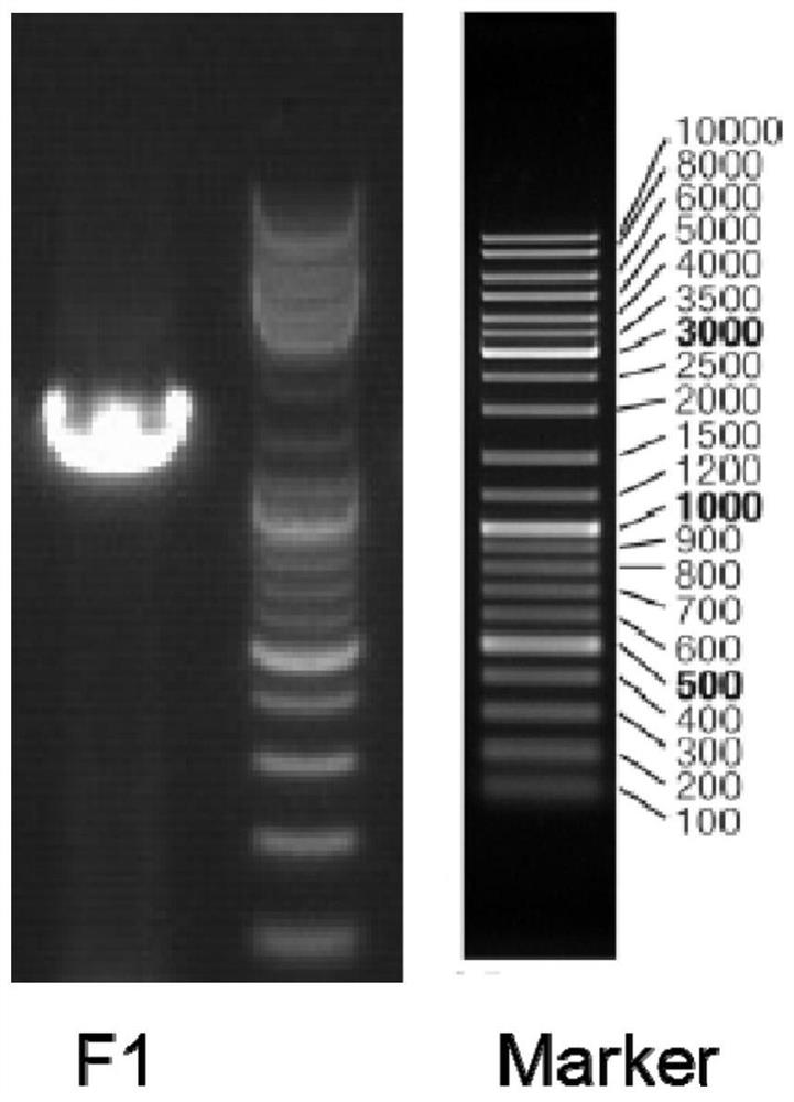 A Salt-tolerant Denitrification Bacteria Using Nitrite as Nitrogen Source and Its Application