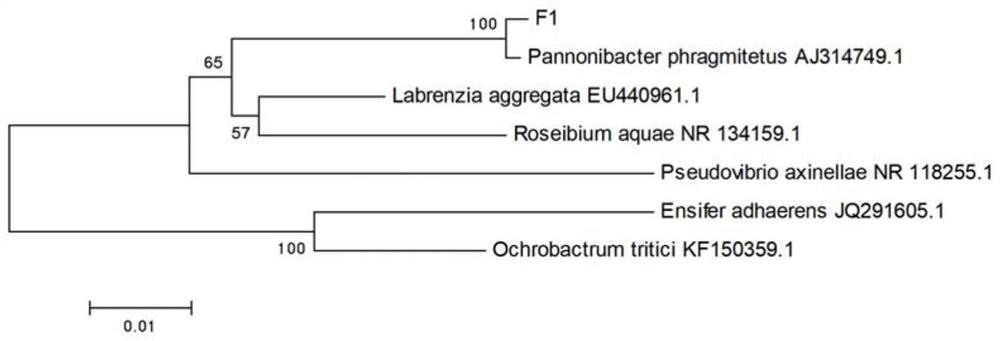 A Salt-tolerant Denitrification Bacteria Using Nitrite as Nitrogen Source and Its Application