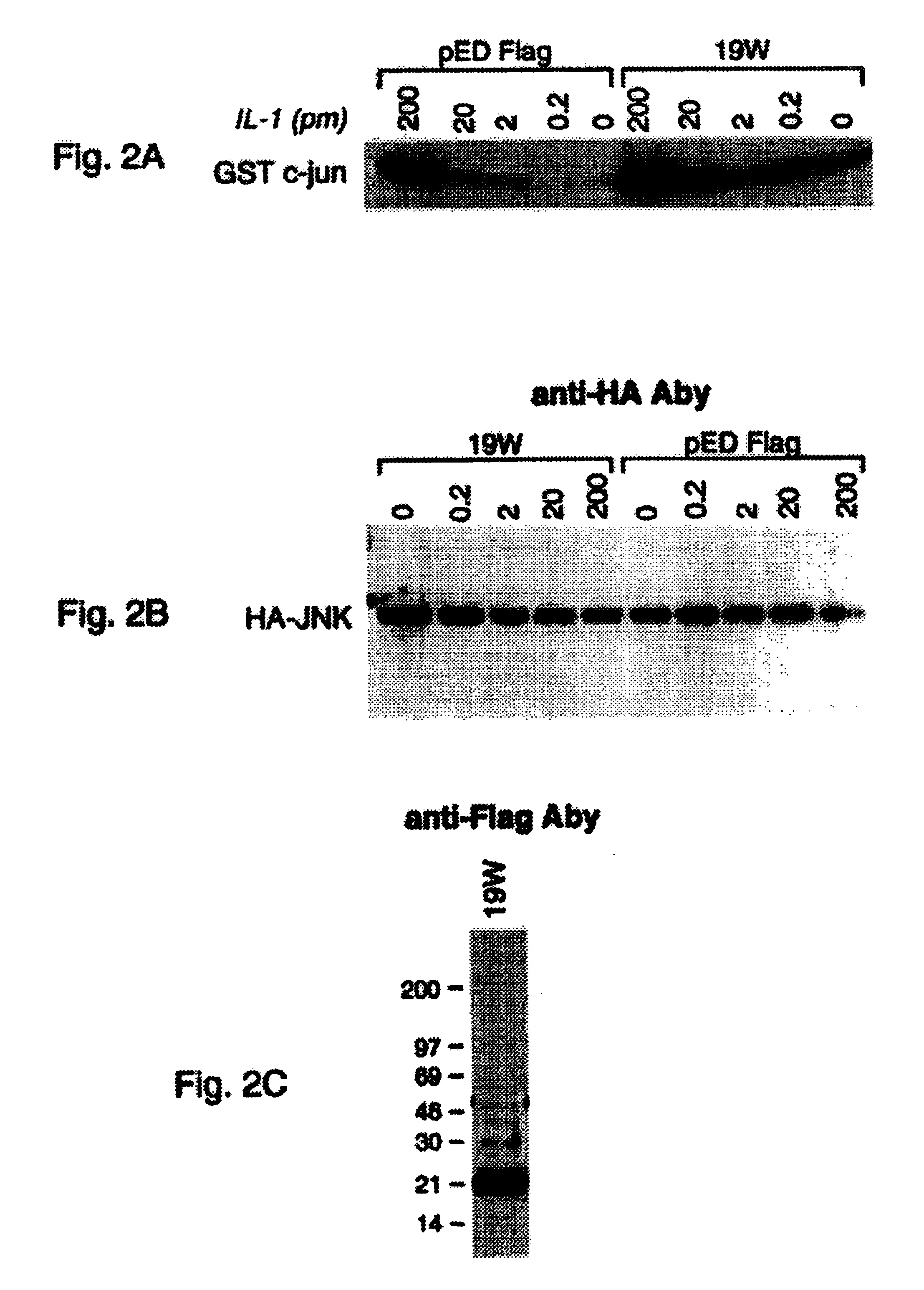 Antibodies to interleukin-1 receptor intracellular ligand proteins