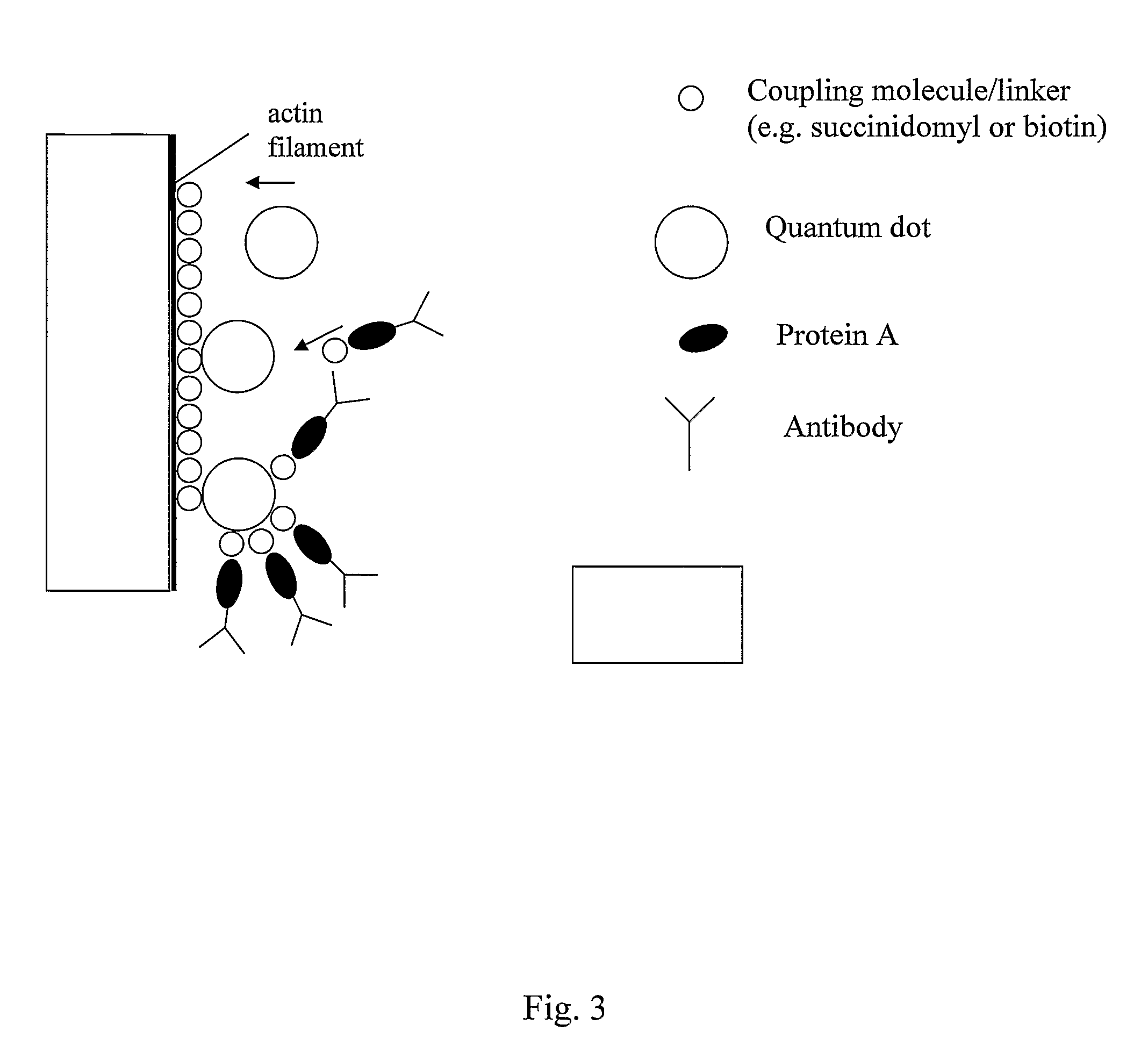 Detection conjugate