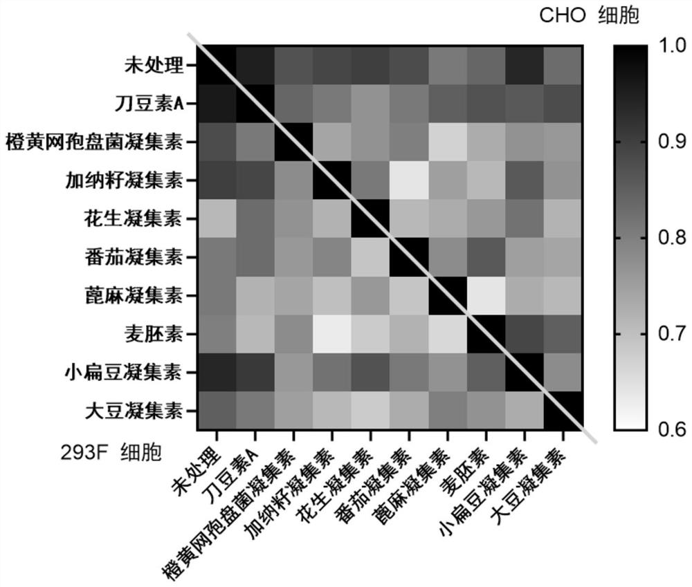 Low-irritation lectin magnetic bead and preparation method of recombinant lectin magnetic bead