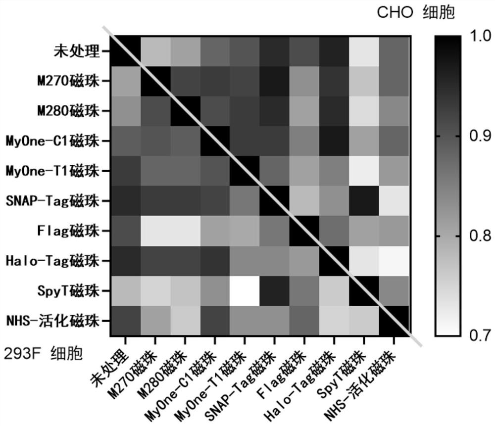 Low-irritation lectin magnetic bead and preparation method of recombinant lectin magnetic bead