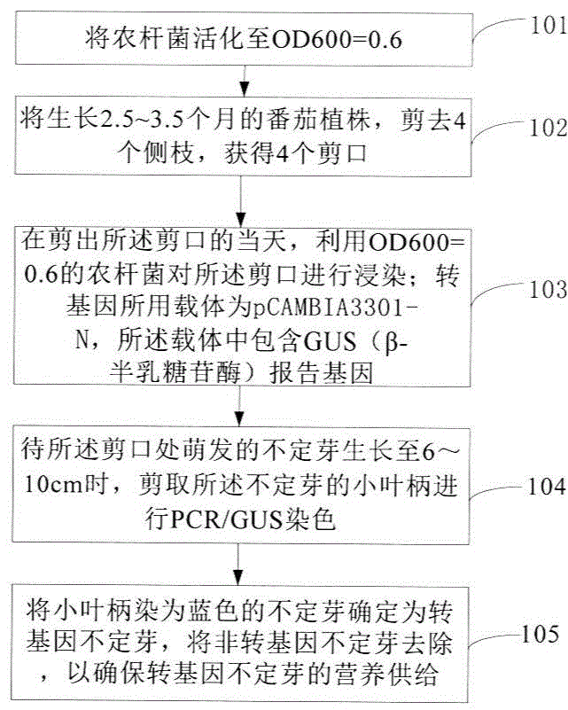 Tomato transgenic method