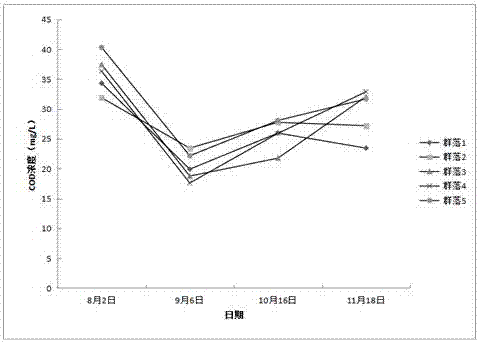 Building method of aquatic-terrestrial wetland emergent plant community